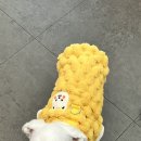 휘게 펫케어 이미지