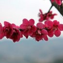 매화송