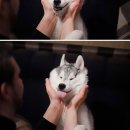 착한강아지 이미지