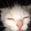 강아지랑 고양이 이미지