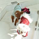 루이 펫 살롱 이미지