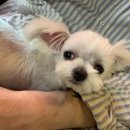 대전내동초교 이미지