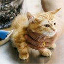 이쁘냥 고양이 미용실 이미지