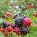 마리네 농장 이미지