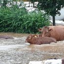 찐타이어 이미지