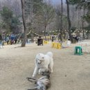 유아독존(You're Dog Zone) 이미지