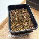 (주)산야초로 | 아라비쿰 2종과 아데니움 오베숨 그리고 마운 선인장 파종 (진행중) +식물 아이템 (내돈내산) 후기