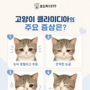 석적동물병원 네이버블로그