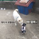 초소형견 장모치와와 ☆<b>이오</b>☆ 귀여운 사진 Best 10