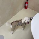 펫홈종합동물병원 이미지