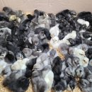 (주)푸른사료 이미지