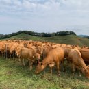 (주)에프앤티바이오 | “약 써도 설사가 안 잡힙니다” 그건 병이 아니라 ‘사료 문제’일 수 있습니다?!