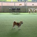 카페멍날 | [파주 애견카페] 자유로멍놀러와 실내운동장 후기│비오는 날 강아지와 놀기 좋은 곳