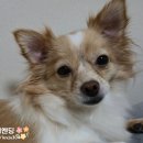 건강한펫 | 건강한펫 리코타치즈, 입 짧은 우리 강아지도 먹는 기호성 좋은 간식 (ft.장건강까지)