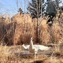 조야초등 | [가평 여행] 양떼목장 &amp; 카페 클라우드 힐: 자유로운 알파카와 양들이 있는 힐링 명소🐑🐏🐐🦙