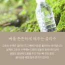 고로쇠 Daum카페