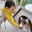 멍멍이와 야옹이 나들이 이미지