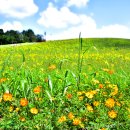 청보리축제장 이미지