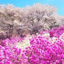 벚꽃엔딩 Daum카페