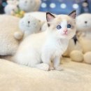 광주 고양이 분양 냥블리 광주점 | 광주고양이분양 귀여움 최상