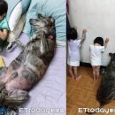 자매캣 이미지