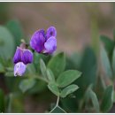 학암포 해당화 이미지