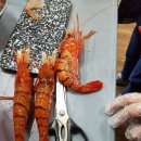 독도어부 이미지