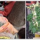 북평우시장 이미지