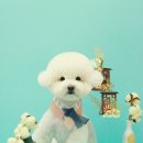 그루밍츄 이미지