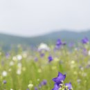 [농가탐방⑩] 백두대간 약초나라 6차 산업 재배 (07.23-07.24)