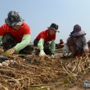 제주 마늘 도난 사건 ‘서리’로 치부하는 경찰 이미지