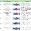 반려동물 먹거리 : 연어에 관하여