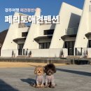 페리토 | 경주 애견펜션 내돈내산｜페리토애견펜션 솔직후기