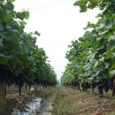 김성만농장 이미지