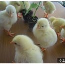 병아리소풍 이미지