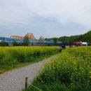 낙동강 유채단지 이미지