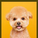 노크노크 강아지미용실 이미지