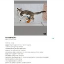 충남 서산 고양이 스트레스없이 빠른회복 무봉합 암컷 중성화 수술