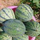 애플수박씨앗 이미지