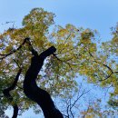 용장리 느티나무 이미지