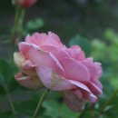 강화농약종묘사 이미지