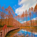 장태산자연휴양림 캠핑장 이미지