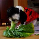 하도소리 이미지