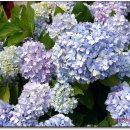 자란만마을 이미지