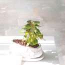 더(The)하얀 이미지