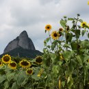 진안읍 1255 이미지