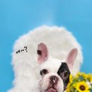 도꾸살롱 이미지