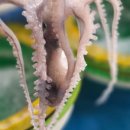 뻘낙지수산 이미지