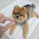 와이즈독 아카데미 이미지