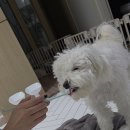 해피스페이스 | 기호성 좋은 강아지 치약 본아페티 덴탈 투스페이스